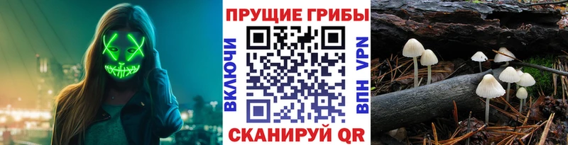 Купить закладки  Кяхта  Галлюциногенные грибы Psilocybine cubensis 